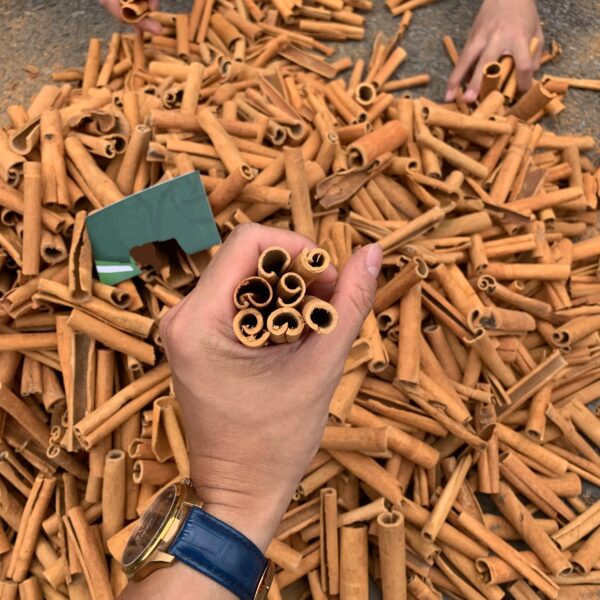 Wholesale Price Cinnamon Sticks Superior Quality New Harvest Rich in Flavour Bulk Packaging Free Sample - Image 4
