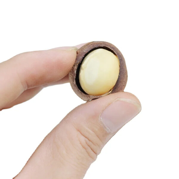 Wholesale High Quality Chinese Nuts Cream Flavor Roasted Dried Macadamia Nuts for Snack Food - Image 2