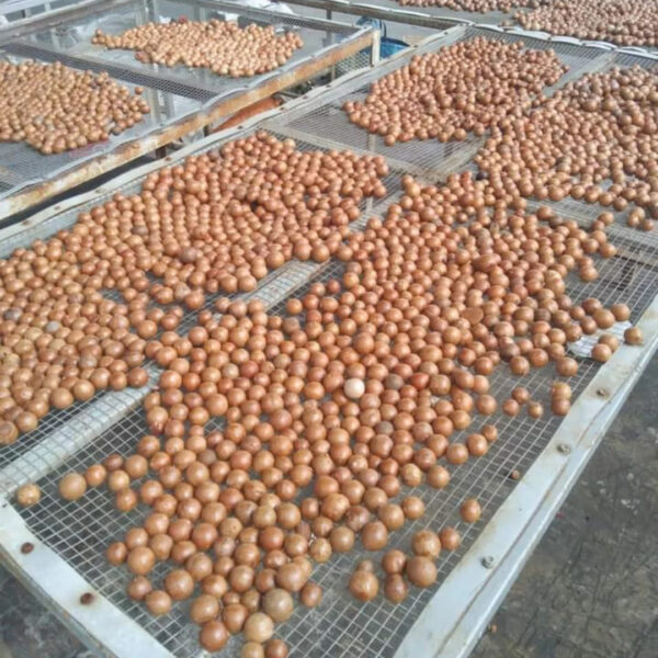 High-Quality Macadamia Nuts Fresh Crunchy and Nutrient-Rich for Healthy Living - Image 3