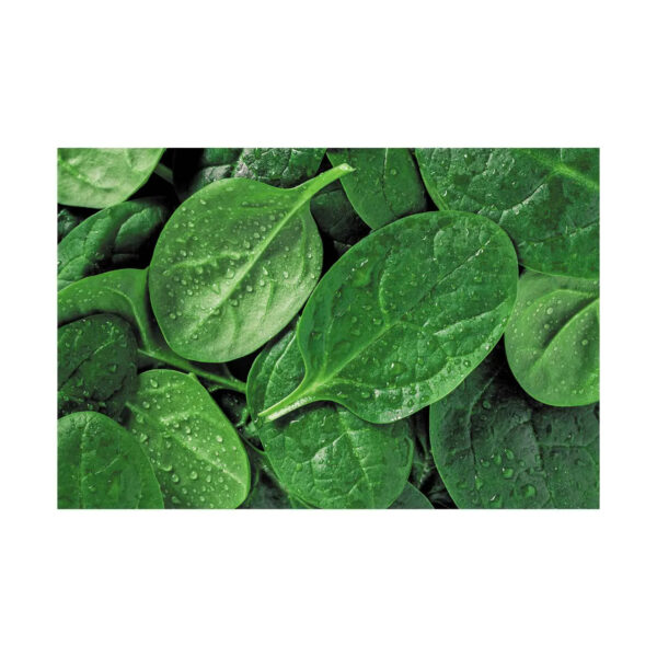 High-quality Fresh Spinach packed with vitamins and minerals for healthy consumption - Image 3