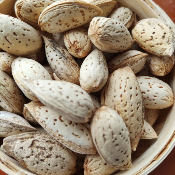 Whole Raw Almond with Shell Uncracked - Image 3