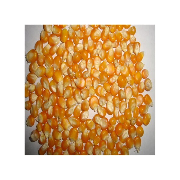 Pure Organic Clean Dried Yellow Corn Dried Yellow Maize Bulk dried white corn and yellow corn Available - Image 4
