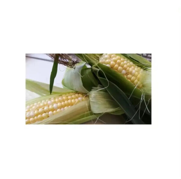 Fresh and IQF Frozen Yellow Sweet Baby Corn With Competitive Price From Kenya - Image 5
