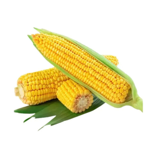 Wholesale Sweet Corn Seed from Kenya Yellow Corn Seeds for Export - Image 4