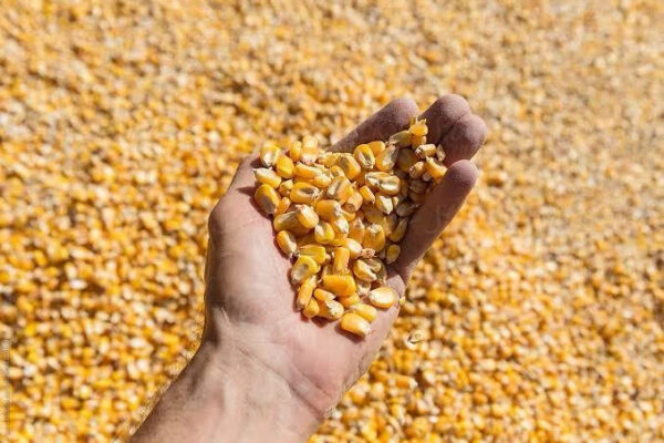New Wholesale Crop Yellow Corn Corn Is Also Rich in Vitamin C an Antioxidant That Helps Protect Your Cells OEM Service - Image 4