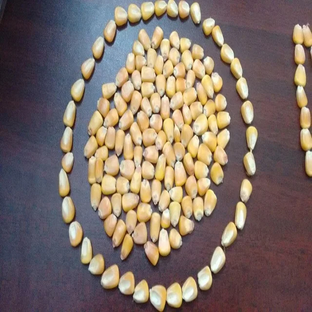 Dried Yellow Corn Yellow Maize for Animal Feed in High Quality for Sale From Kenya - Image 4