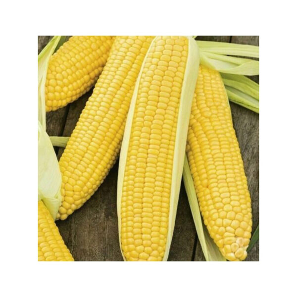 Cheap Wholesale Brazil Yellow Corn for Animal Feed Non Gmo Certified Brazil Yellow Corn Dried Corn Price in Kenya - Image 4
