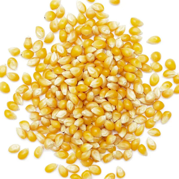Wholesale Yellow Corn for Human Consumption Non Gmo Yellow Corn Yellow Corn for Animal Feed Available - Image 4