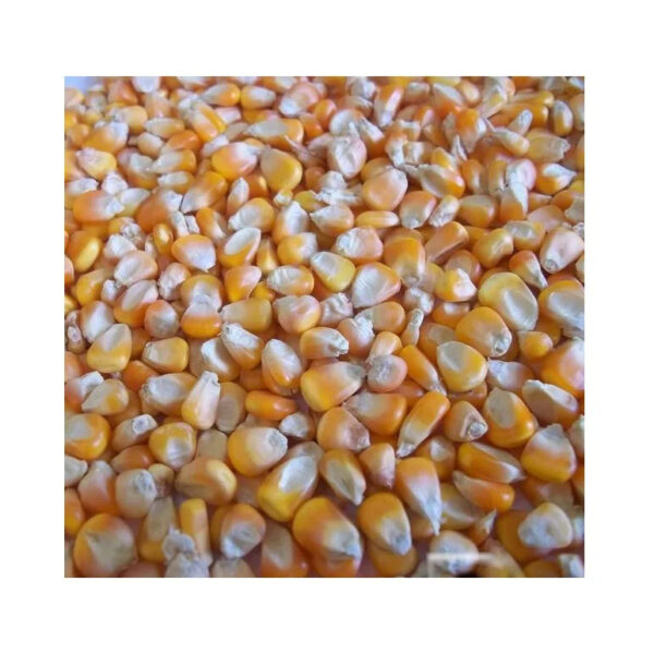 Kenya Bulk Yellow Corn for Human Consumption - Image 4