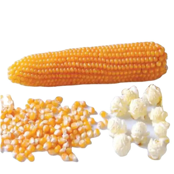 EXPORT QUALITY Yellow Corn Maize for Animal Feed Quality Yellow Corn Price Per Ton - Image 4