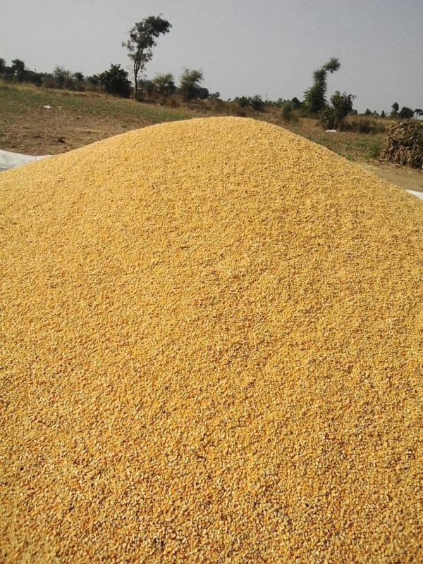 Best Quality Yellow Corn for Animal Feed Low Moisture Maize Export High Protein Content Supplier - Image 4