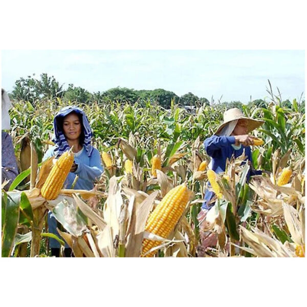 New Crop Canadian Sweet Corn Yellow Corn at Very Good Rates - Image 4