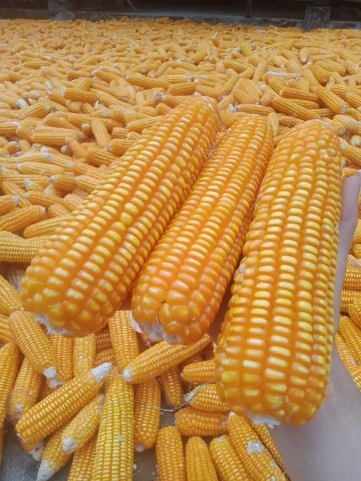 Non-GMO Yellow Maize YELLOW CORN MAIZE NON-GMO for Human Consumption - Image 4