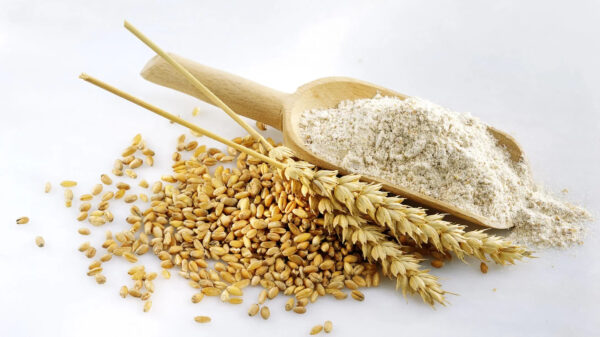 Almond Flour Wheat Flour and White Skin 100 Natural DHL Max Discount OEM Sea Bulk Storage Cool TNT Packaging Food Color Cooking - Image 4