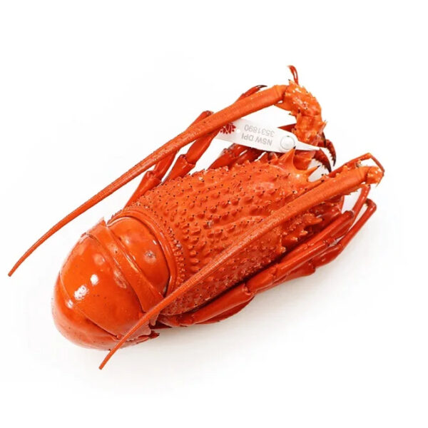Live Maine Lobster Direct Overnight & Express Shipping Fresh and Frozen European Lobster with Whole Tail in Box Packaging - Image 4