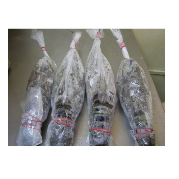 Fresh Cheapest Live Canadian Lobsters Frozen Lobster Tails - Image 4