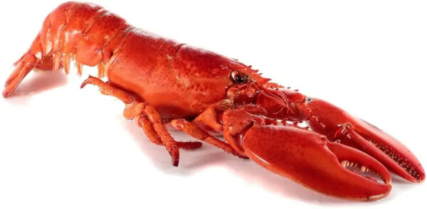 Frozen Live Spiny Lobsters Brazil Seafood Wholesalers Bulk Packaging - Image 4