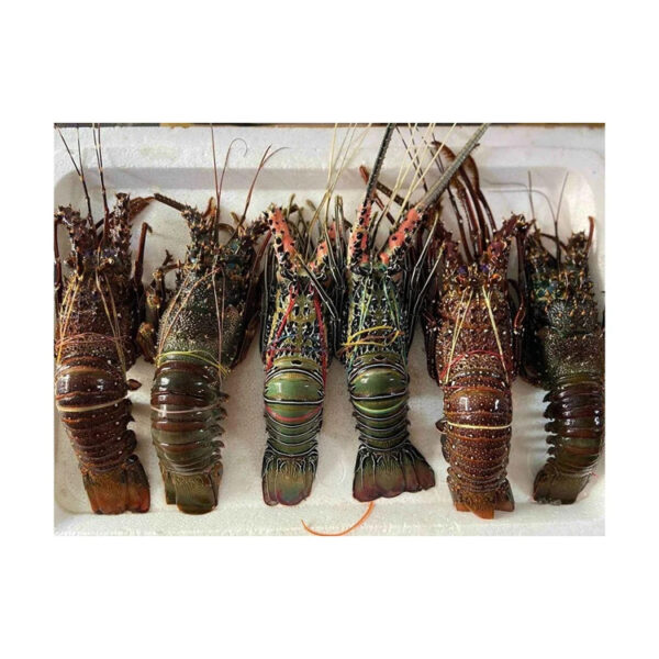 Get Fresh Lobsters Delivered to You at Excellent Prices for Wholesale Purchase - Image 4