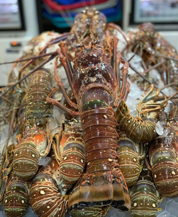 Frozen Lobsters Black Lobster for Wholesale - Image 4