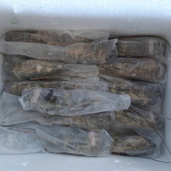 Premium Seafood Fresh and Frozen Lobster Buy Cheap Frozen Lobster From Kenya - Image 4