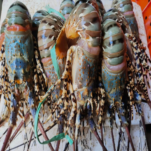 Fresh New Stock Seafood Fresh and Frozen Lobsters Best Wholesale Lobster Tails Live Lobsters Live Spiny Lobsters for Sale - Image 4