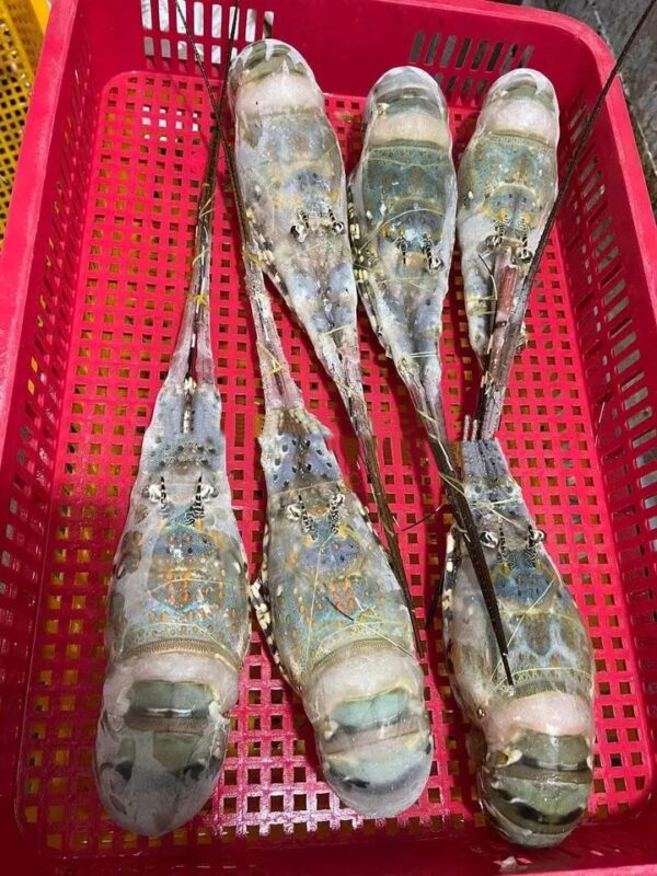 Top Grade Frozen Spiny Lobster 10kg Per Carton Competitive Price For Wholesale - Image 3