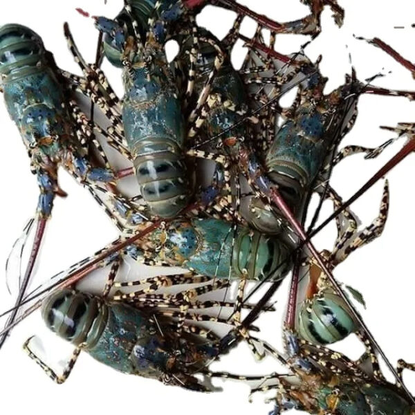 Seafood Fresh and Frozen Lobster Frozen Lobster Frozen Lobster Tails Fresh Lobsters Canadian - Image 4