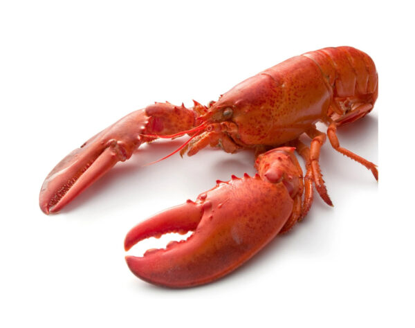 Best Grade Live Lobster and Crayfish Available at Low Market Price Hot Sales Frozen Lobster with Highest Export Live Lobsters Q - Image 4