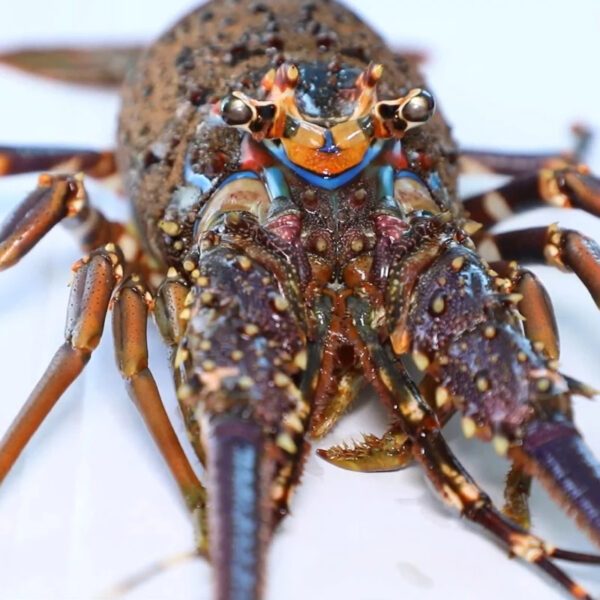Wholesale 400/500g Class- a Frozen Lobster Whole IWP in 10 kg Carton Top Quality Wild Catch - Image 4