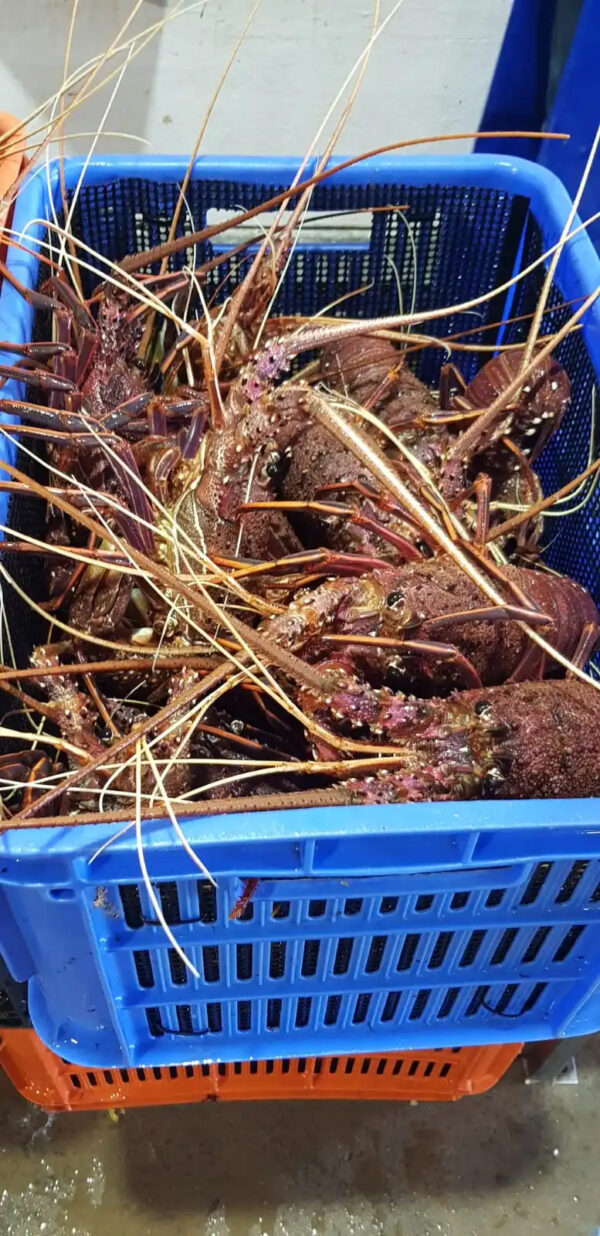 LIVE AUSTRALIAN LOBSTER - Image 2