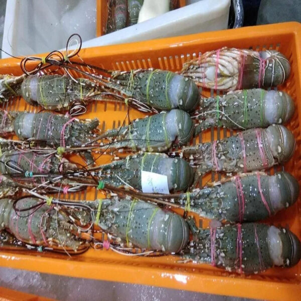 Premium Seafood Fresh and Frozen Lobster Lobster Tails for Sale Live Lobsters live Spiny Lobsters - Image 4