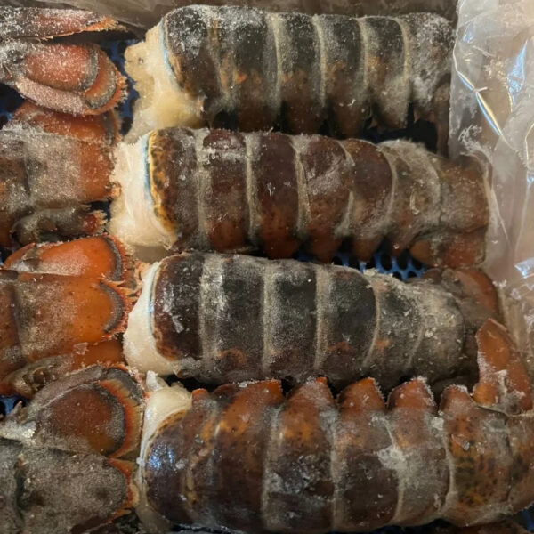 Wholesale Price Fresh and Frozen Lobster for Sale Red Lobsters in Bulk Raw Frozen Lobster Tails - Image 4