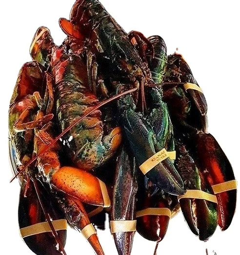 Cheap Fresh Water Lobster / Fresh Shrimp Frozen Lobster / Frozen Lobster Tail for Sale in Good Price Frozen Lobster - Image 4