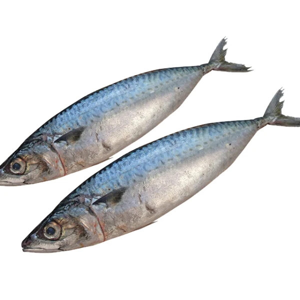 200-300g Whole Fresh Frozen Mackerel Fish Prices - Image 4