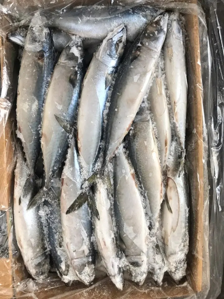 FROZEN PACIFIC MACKEREL W/R - Image 4
