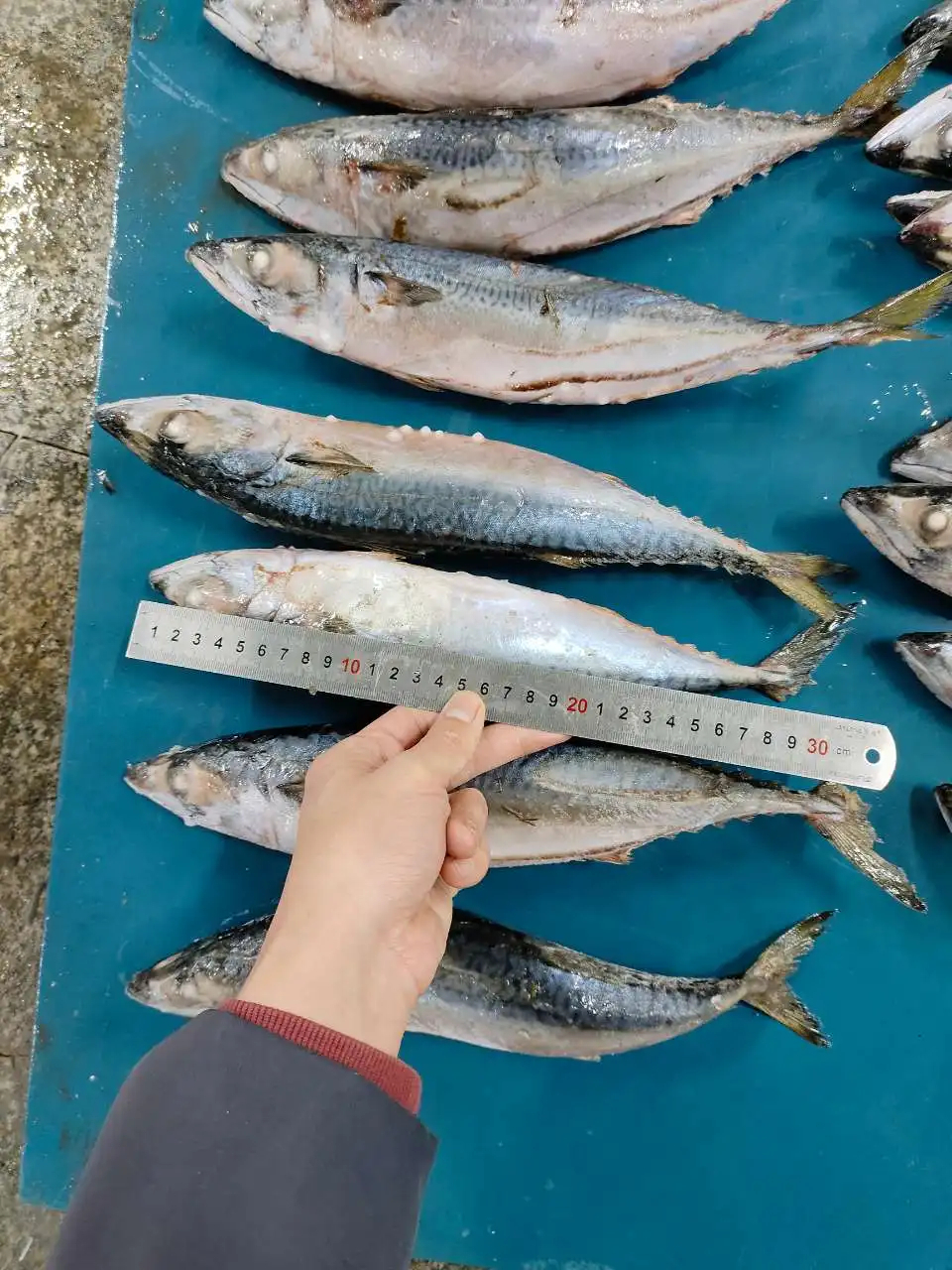 M5 300-500g Frozen Mackerel Indian Ocean Origin Big Size Frozen Pacific Mackerel Fish Scomber Japonicus - Image 4