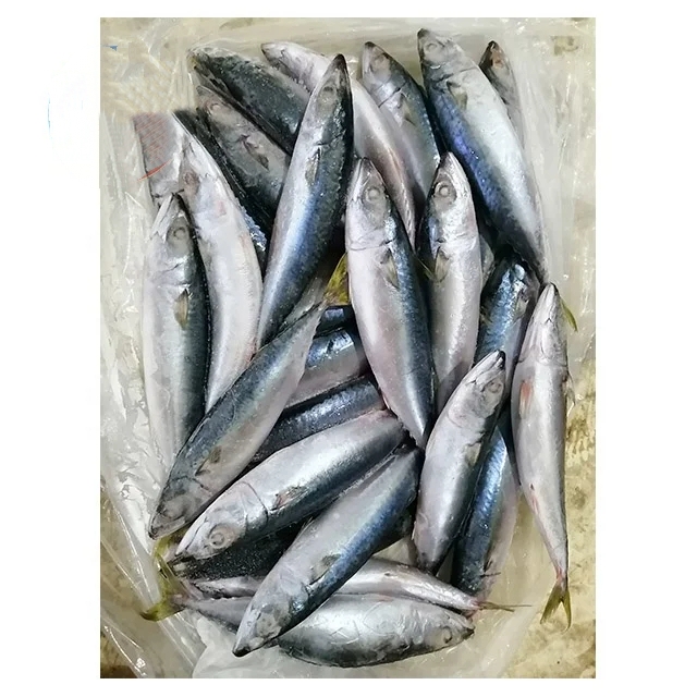Frozen Pacific Mackerel and Mackerel Fish High Quality Wholesale Frozen Saba Mackerel Fish for Sale - Image 4