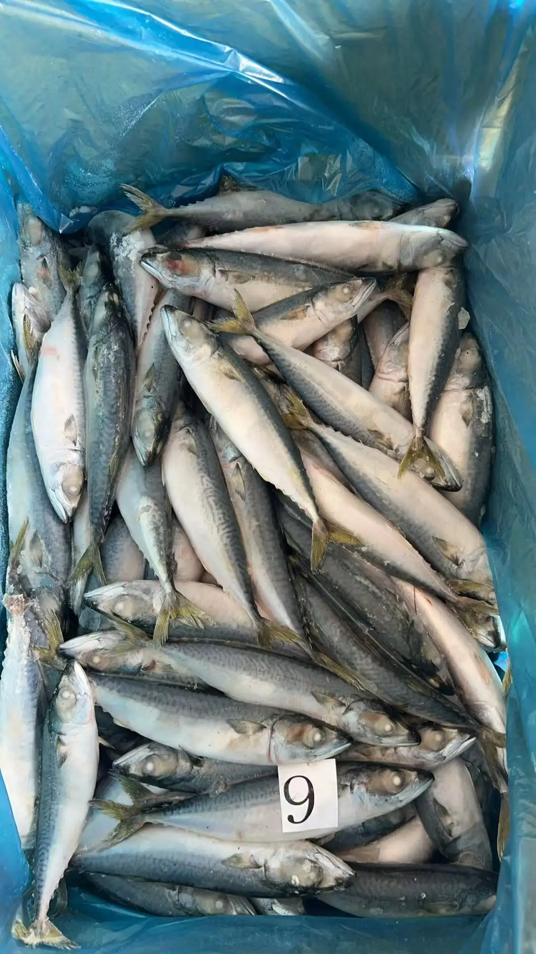 Land Frozen Pacific Mackerel 100-200g Whole Round Frozen Mackerel Fish from Indian Ocean - Image 4