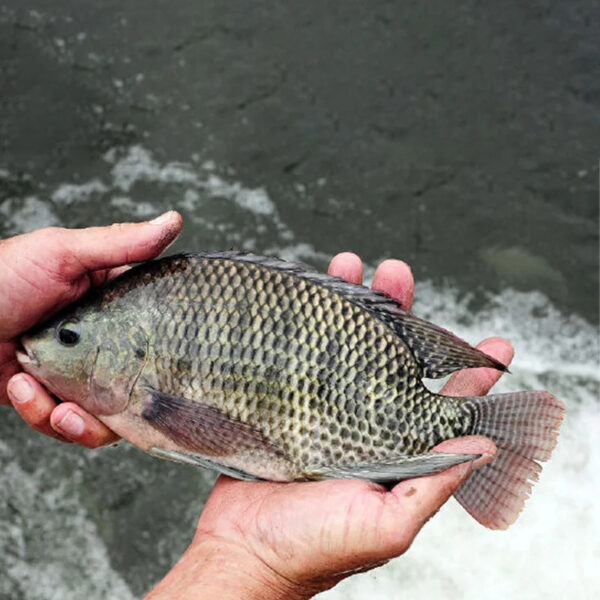 Export Congele Poisson Tilapia Fish Indian Ocean Tilapia En Gros Whole Frozen Tilapia Fish Wholesale - Image 4