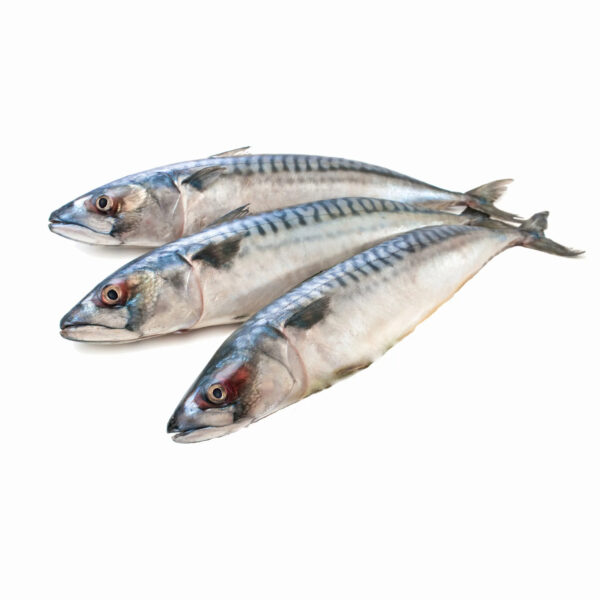 Frozen Mackerel Fish for Sale Fresh Frozen Mackerel Fish Pacific Mackerel Tuna Bait - Image 4