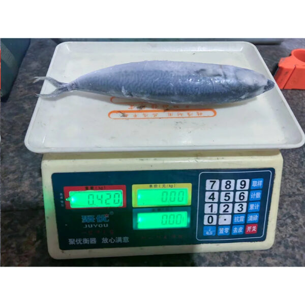 Wholesale Frozen Pacific Mackerel Fish Bqf Indian Ocean Mackerel Fish 150 250g for Fishing Bait Importers in Africa - Image 4
