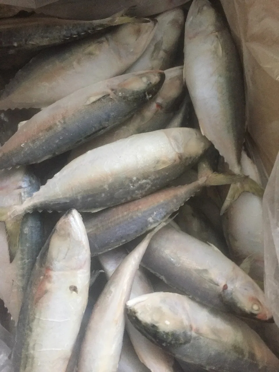 Frozen Sea Fish Indian Mackerel Whole Round Size 4/6 6/8 8/10 From Atlantic and Pacific Oceans - Image 4