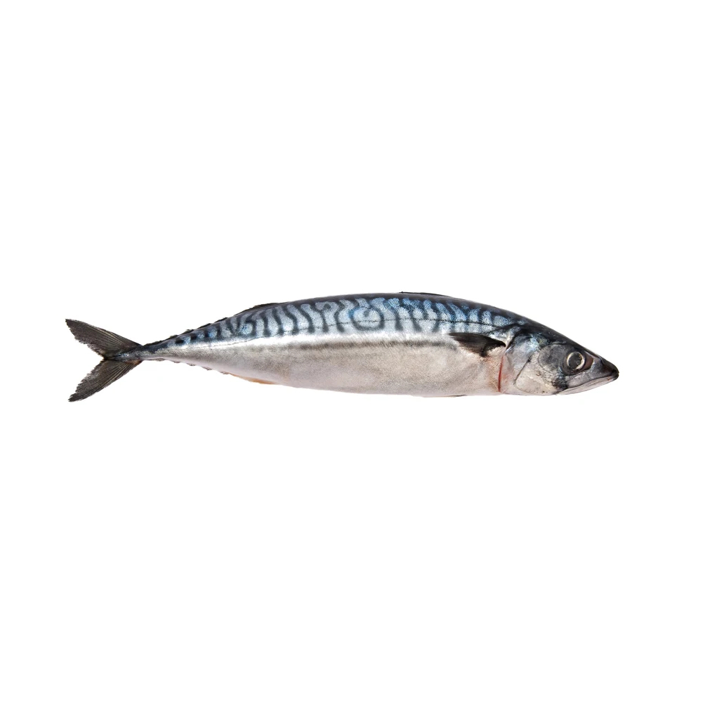 Frozen Mackerel Fish Frozen Fresh Seafood - Image 4