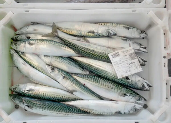 Frozen Horse Mackerel Pacific Indian Atlantic Mackerel Fish for Sale - Image 4