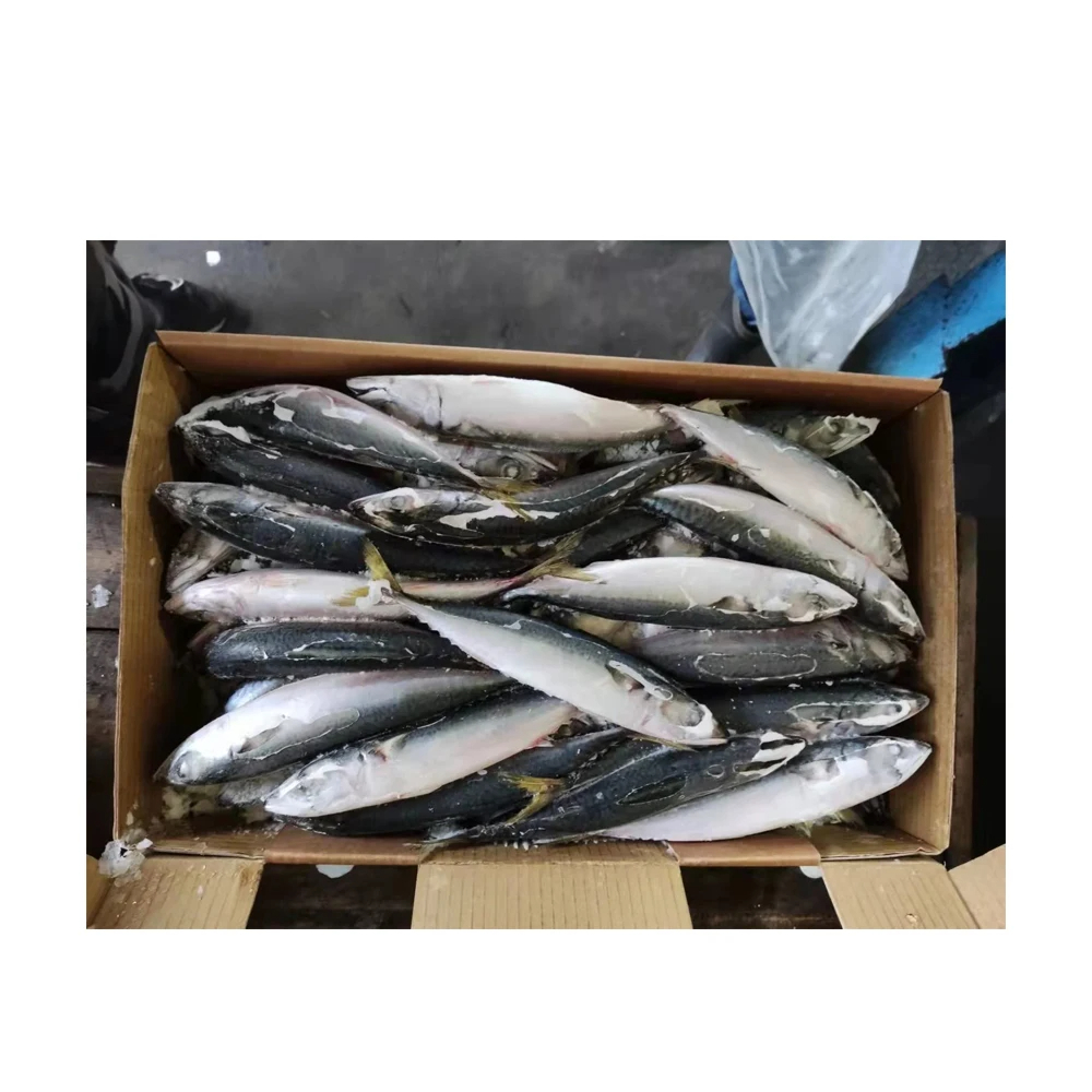 High Quality BQF Sea Frozen Fish Pacific Fish 50-60Pcs Chub Mackerel for Sale - Image 4