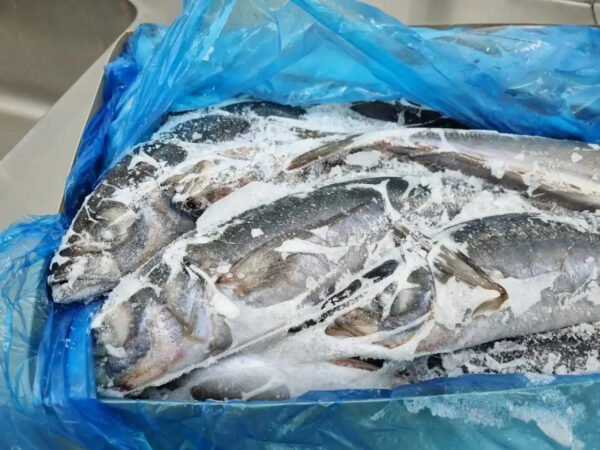 Frozen Horse Mackerel for Sale Top-Grade Frozen Fish Ideal for Grilling Frying and Stews Bulk Orders Available - Image 4