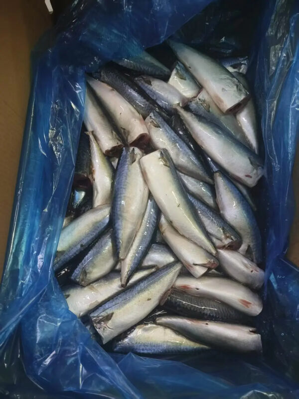 Best Price Good Quality Seafrozen 100-200g Mackerel HGT Fish - Image 4