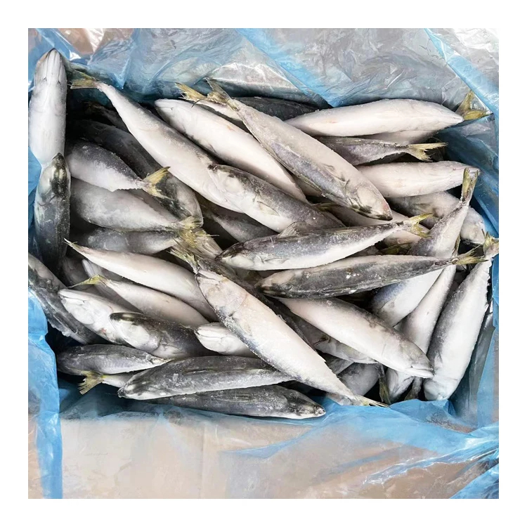Hot Sale Good Quality IQF Mackerel Scomber Japonicus Size 6-8 pcs per kg Frozen Pacific Mackerel Fish with Fast Shipment - Image 4