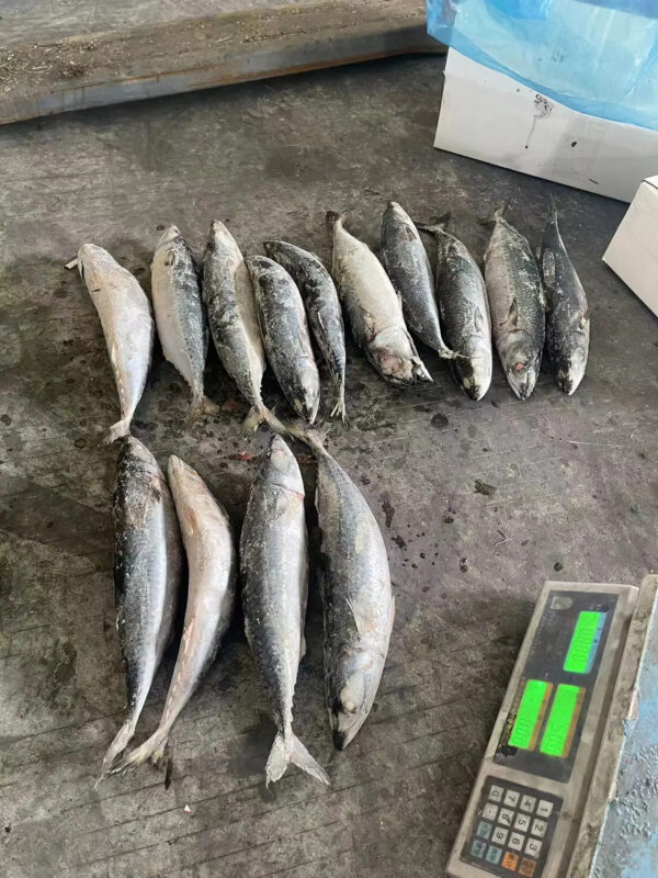 Export 10-15pcs/ctn 500g+ Frozen Fish BQF Whole Round Frozen Pacifated Mackerel Fish Pacific Mackerel - Image 4