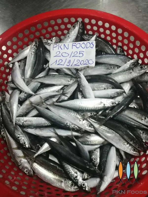Frozen Mackerel Layang Scad Fish High Quality Cheap Price - Image 4